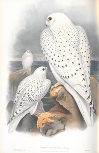 Illustration du Faucon gerfaut du Groenland (race claire) - John Gould