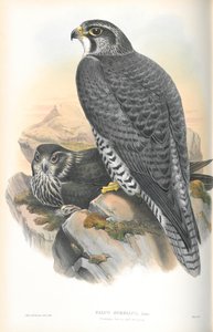 Illustration du Faucon gerfaut norvégien - John Gould