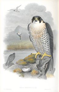 Illustration du Faucon pèlerin - John Gould