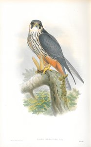 Illustration du Faucon hobereau - John Gould