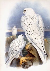 Illustration de faucons, 1873