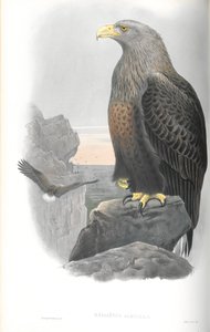 Illustration du Pygargue à queue blanche - John Gould