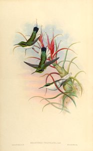 Illustration de Heliothrix phainolæma (= Heliothryx auritus phainolaemus) (colibri) sur Tillandsia bulbosa (broméliacée)
