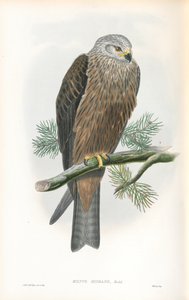 Illustration de Milvus Migrans (Milan noir) - John Gould