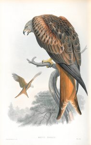 Illustration de Milvus Regalis (Milan royal) - John Gould