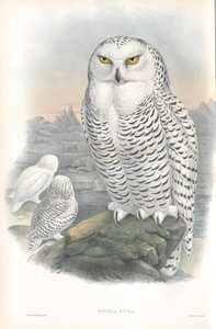Illustration de Nyctea Nivea (Harfang des neiges) - John Gould