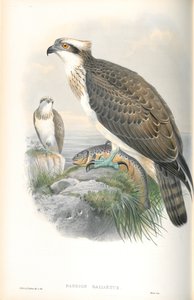 Illustration du Balbuzard pêcheur - John Gould