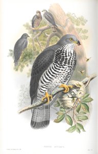 Illustration du Bondrée apivore - John Gould