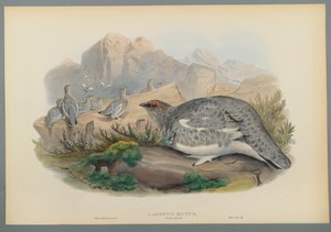 Lagopus Mutus, Plumage d