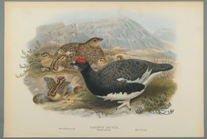 Lagopus Mutus, Plumage d