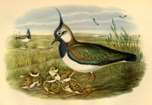 Vanneau et ses petits, 1865, 1942 - John Gould