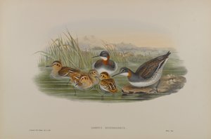 Lobipes Hyperboreus - Phalarope à bec étroit