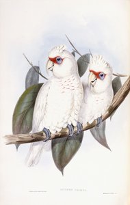 Cacatoès à long bec