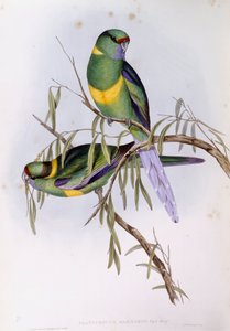 Perruche de Barnard (Platycercus ou Barnardius barnardi), gravure par John Gould - John Gould