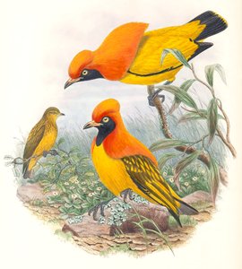 Bouscarle masquée - John Gould