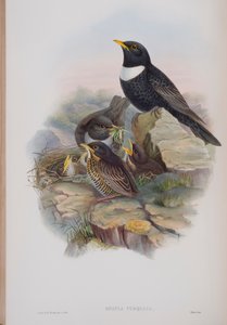 Merula Torquata, planche de The Birds of Great Britain de John Gould, publié 1862-73 - John Gould