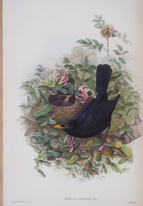 Merula Vulgaris, planche de The Birds of Great Britain de John Gould, publié 1862-73 - John Gould