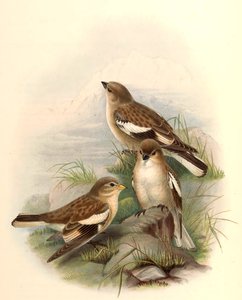 Montifringilla adamsi - John Gould