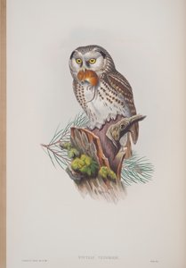 Nyctale Tengmalmi, planche tirée de The Birds of Great Britain par John Gould, publié 1862-73 - John Gould