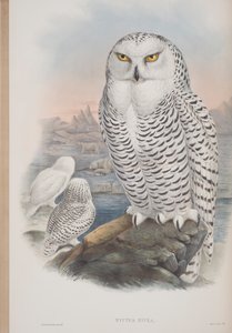 Nyctea Nivea, planche tirée de The Birds of Great Britain par John Gould, publié 1862-73 - John Gould