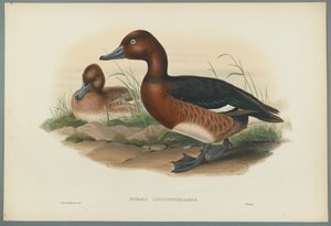 Nyroca Leucophtalmos : Nette rousse - John Gould