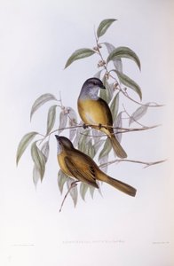 Graveur de John Gould, Siffleur olive (Pachycephala olivacea) - John Gould