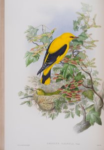 Oriolus Galbula, planche de The Birds of Great Britain de John Gould, publié 1862-73 - John Gould