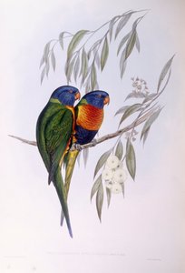 Loriquet orné (Trichoglossus ornatus), gravure par John Gould