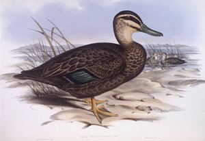 Canard noir du Pacifique (Anas superciliosa), gravure par John Gould