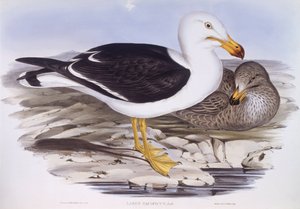 Goéland du Pacifique (Larus pacificus), gravure par John Gould - John Gould