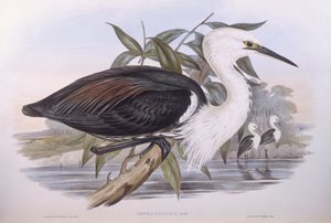 Héron du Pacifique (Ardea pacifica), gravure par John Gould - John Gould
