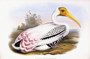 Cigogne peinte - John Gould