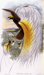 Paradisaea Minor - John Gould