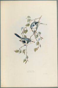 Parus Cyanus : Mésange azurée - John Gould