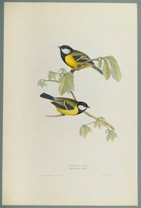 Parus Major : Mésange charbonnière - John Gould