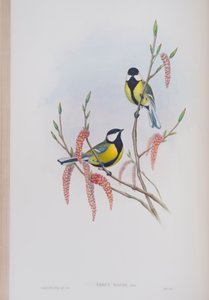 Parus Major, planche tirée de The Birds of Great Britain par John Gould, publié 1862-73
