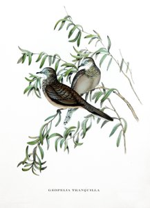 Colombe paisible, oiseaux d