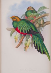 Pharomacrus Auriceps, planche de The Birds of Great Britain de John Gould, publié 1862-73 - John Gould