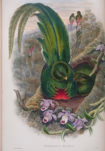 Pharomacrus Mocinno, planche de The Birds of Great Britain de John Gould, publié 1862-73 - John Gould