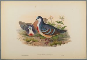 Philogoenas Cruenta - John Gould