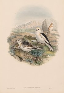 Plestrophanes Nivalis