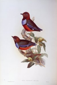 Brève à ventre rouge (Pitta erythrogaster), Gravure de John Gould