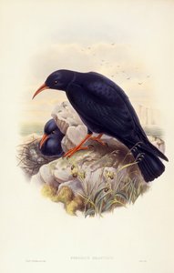 Chocard à bec jaune (Pyrrhocorax pyrrhocorax), gravure de John Gould - John Gould