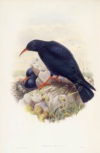 Chocard à bec jaune (Pyrrhocorax pyrrhocorax), gravure par John Gould - John Gould
