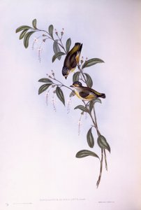 Pardalote à sourcils rouges (Pardalotus rubricatus), gravure par John Gould - John Gould