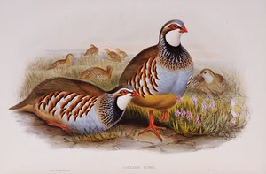Perdrix rouges, 1862-73 - John Gould