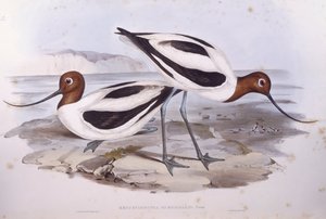 Avocette élégante (Recurvirostra novaehollandiae), gravure par John Gould - John Gould
