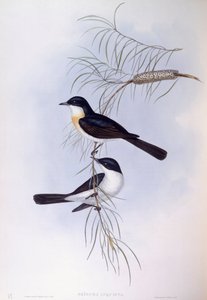 Moucherolle inquiet (Myiagra inquieta), gravure de John Gould