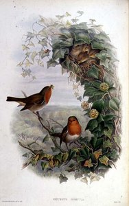 Rouge-gorge