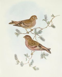 Roselin rose (Erythrospiza incarnata), gravure de John Gould - John Gould